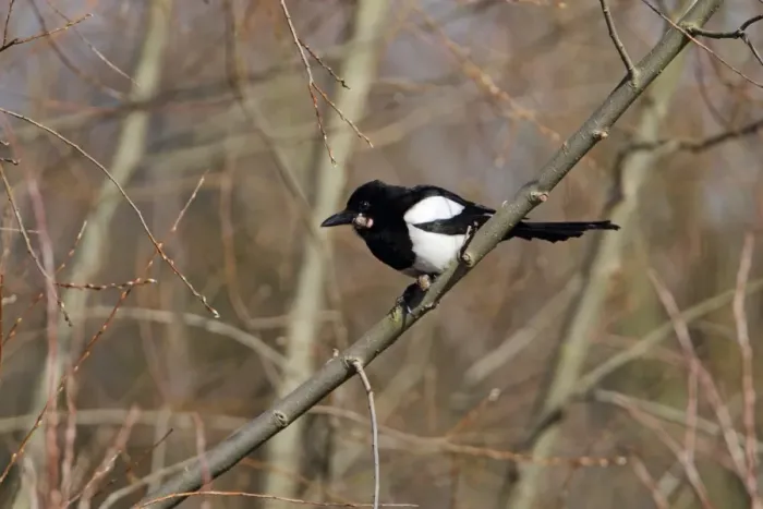 Framed Print : Common Magpie (Pica pica) adult, with tumor growth on head and feet, perched on branch in woodland, Hertfordshire Framed Print : Common Magpie (Pica pica) adult, with tumor growth on head and feet, perched on branch in woodland, Hertfordshire