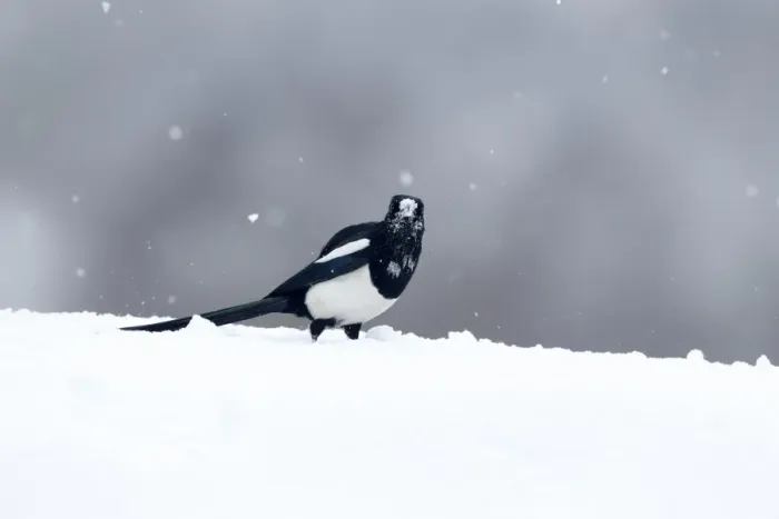 Framed Print : Common Magpie (Pica pica) adult, with snow on head, standing on snow during snowfall, Warwickshire, England, March Framed Print : Common Magpie (Pica pica) adult, with snow on head, standing on snow during snowfall, Warwickshire, England, March