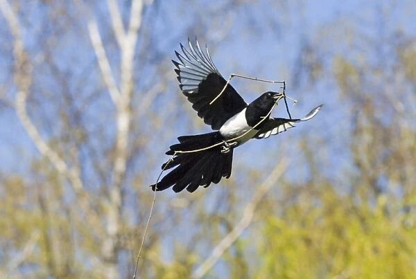 Common Magpie (Pica pica) adult, in flight, collecting nesting material, Kent, England, spring