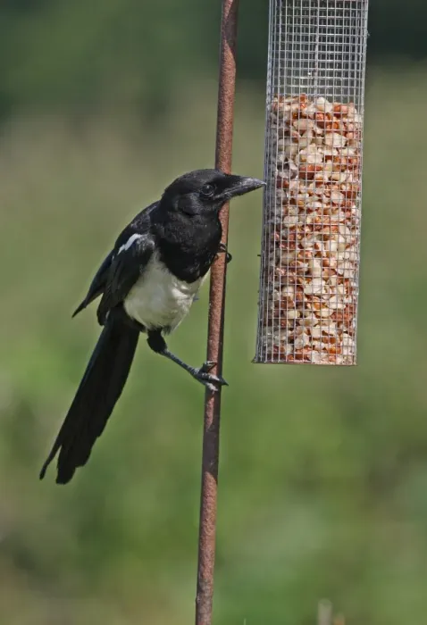 Framed Print : Common Magpie (Pica pica) juvenile, feeding at peanut feeder, Norfolk, England, july Framed Print : Common Magpie (Pica pica) juvenile, feeding at peanut feeder, Norfolk, England, july