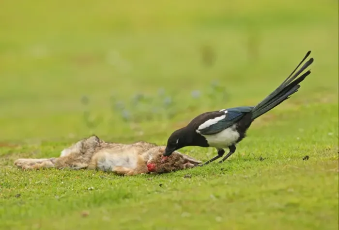Framed Print : Common Magpie (Pica pica) juvenile, feeding on European Rabbit (Oryctolagus cuniculus) carcass, died of myxomatosis, Norfolk, England, july Framed Print : Common Magpie (Pica pica) juvenile, feeding on European Rabbit (Oryctolagus cuniculus) carcass, died of myxomatosis, Norfolk, England, july