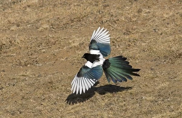 Common Magpie (Pica pica leucoptera) adult, in low flight over ground, Gobi Desert, Mongolia, october