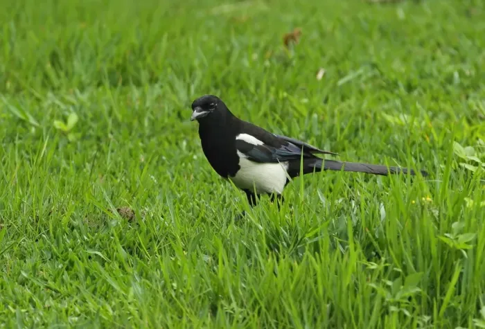 Framed Print : Common Magpie (Pica pica serica) adult, foraging on grass, Taipei City, Taiwan, April Framed Print : Common Magpie (Pica pica serica) adult, foraging on grass, Taipei City, Taiwan, April