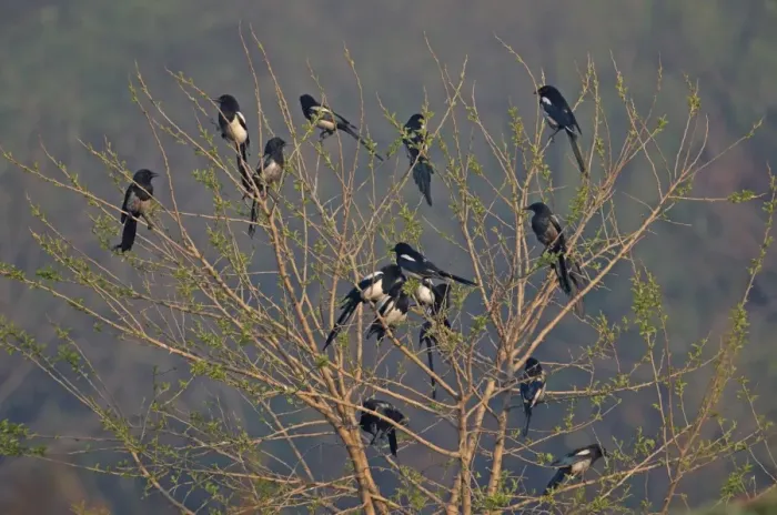 Framed Print : Common Magpie (Pica pica sericea) flock, some with sooty plumage from entering chimneys, perched in tree, Beidaihe, Hebei, China, may Framed Print : Common Magpie (Pica pica sericea) flock, some with sooty plumage from entering chimneys, perched in tree, Beidaihe, Hebei, China, may