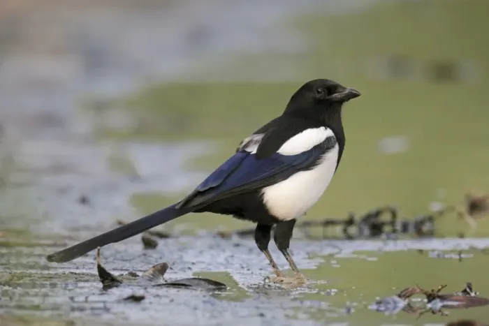 Framed Print : Common Magpie (Pica pica sericea) Korean Magpie, adult, standing on mud at edge of water, Hong Kong, China, October Framed Print : Common Magpie (Pica pica sericea) Korean Magpie, adult, standing on mud at edge of water, Hong Kong, China, October