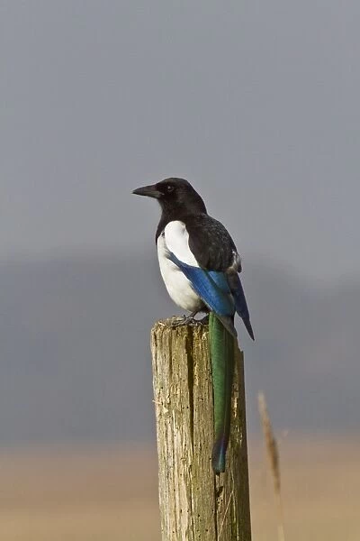 Common Magpie on post at RSPB Minsmere reserve Suffolk