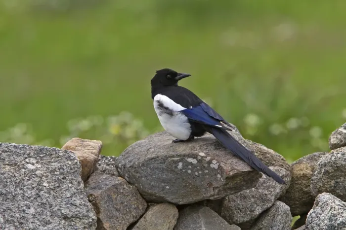 Framed Print : Common Magpie on stone wall
