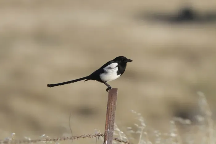 Framed Print : Common Magpie on wire fence Framed Print : Common Magpie on wire fence