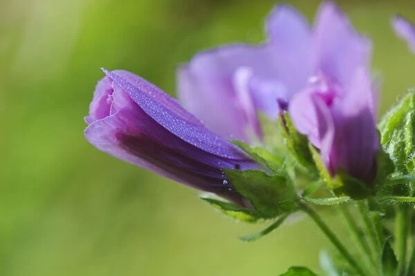 Common Mallow (Malva sylvestris) close-up of unopened flowers, covered with dewdrops, Southwater Woods, West Sussex