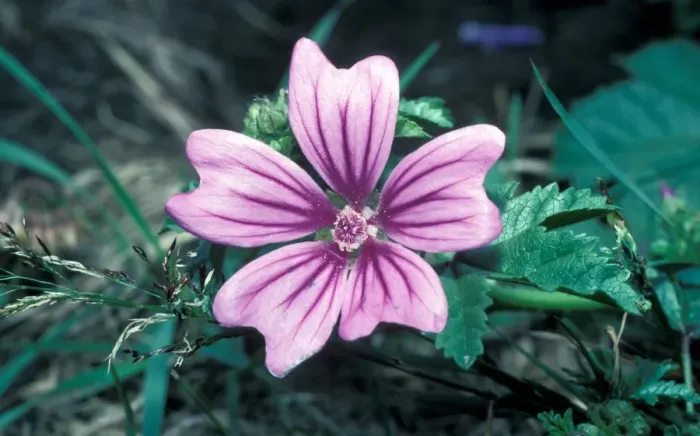 Framed Print : Common Mallow (Malva sylvestris) Close up of flower