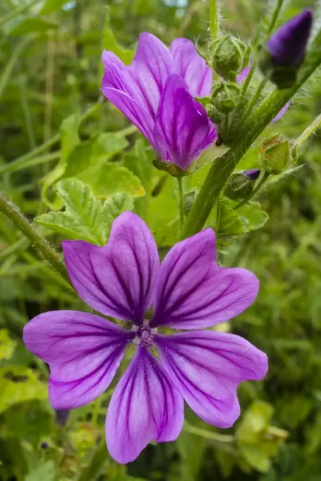 Framed Print : Common Mallow (Malva sylvestris) close-up of flowers, growing on riverbank, Little Stour River, Canterbury, Kent Framed Print : Common Mallow (Malva sylvestris) close-up of flowers, growing on riverbank, Little Stour River, Canterbury, Kent