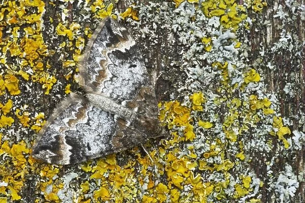 Common Marbled Carpet (Chloroclysta truncata) adult, camouflaged on lichen, Essex, England