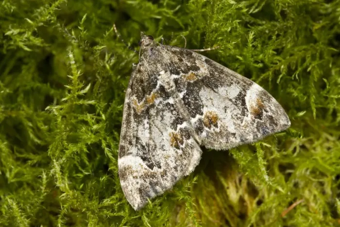 Framed Print : Common Marbled Carpet (Chloroclysta truncata) adult, resting on moss, Powys, Wales, September Framed Print : Common Marbled Carpet (Chloroclysta truncata) adult, resting on moss, Powys, Wales, September