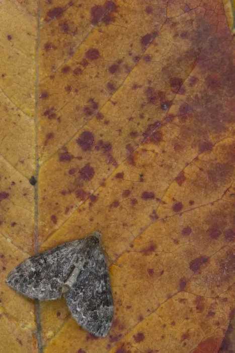 Framed Print : Common Marbled Carpet (Chloroclysta truncata) dark form, adult, resting on autumn leaf, Sheffield, South Yorkshire
