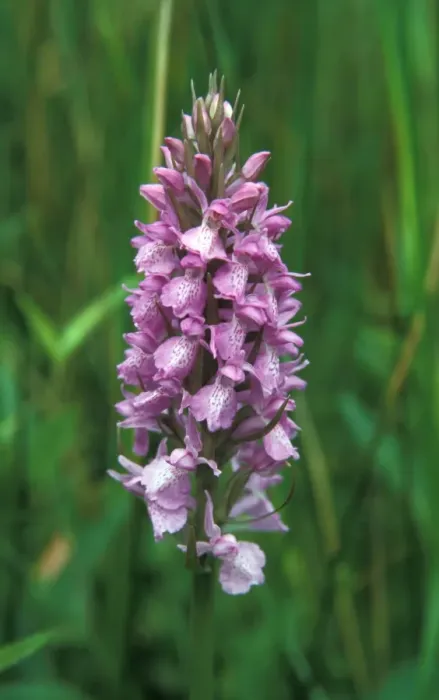 Framed Print : Common Marsh Orchid (Dacfylorhiza praetermissa) - Carlton Marsh, Suffolk Wildlife Trust