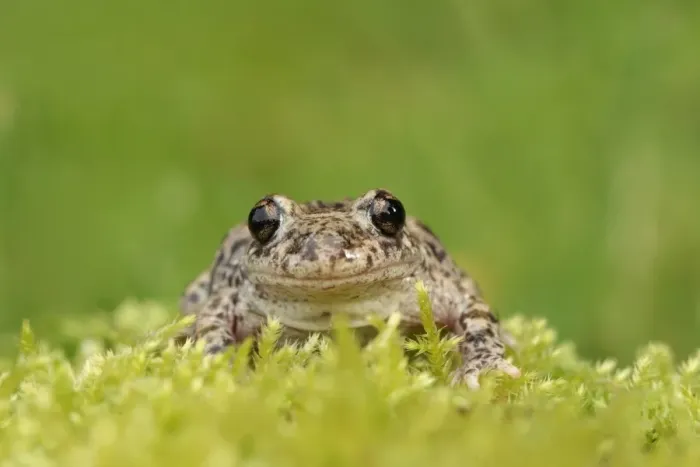 Framed Print : Common Midwife Toad (Alytes obstetricans) introduced species, adult male, sitting on moss, Cambridgeshire, England Framed Print : Common Midwife Toad (Alytes obstetricans) introduced species, adult male, sitting on moss, Cambridgeshire, England