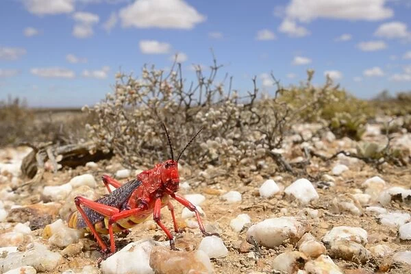 Common Milkweed Grasshopper (Phymateus morbillosus) adult, on quartz field in desert habitat, Little Karoo