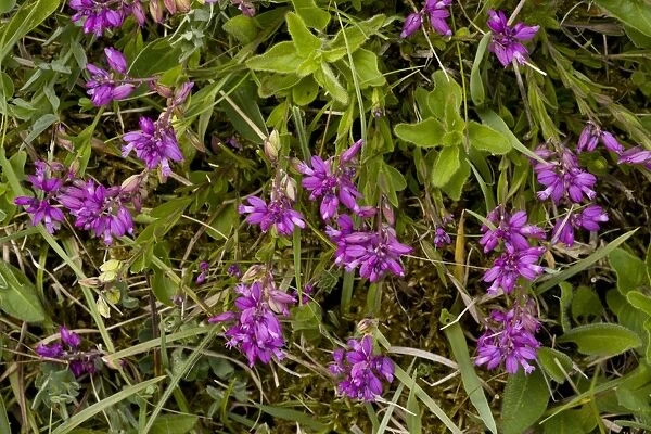 Common Milkwort (Polygala vulgaris) flowering, Powerstock Common Nature Reserve, Dorset, England, may
