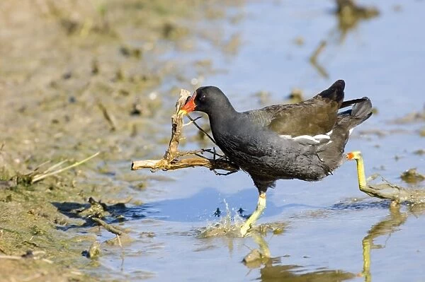 Common Moorhen (Gallinula chloropus) adult, carrying nesting material, running in water, England, may