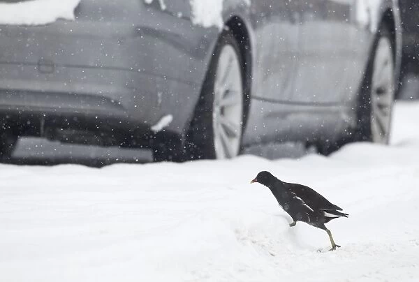 Common Moorhen (Gallinula chloropus) adult, walking across snow covered road between parked cars in snowstorm, Shropshire, England, winter
