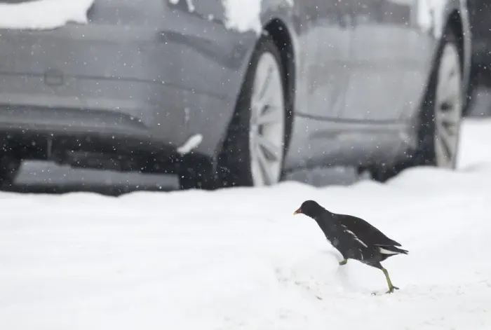 Framed Print : Common Moorhen (Gallinula chloropus) adult, walking across snow covered road between parked cars in snowstorm, Shropshire, England, winter Framed Print : Common Moorhen (Gallinula chloropus) adult, walking across snow covered road between parked cars in snowstorm, Shropshire, England, winter