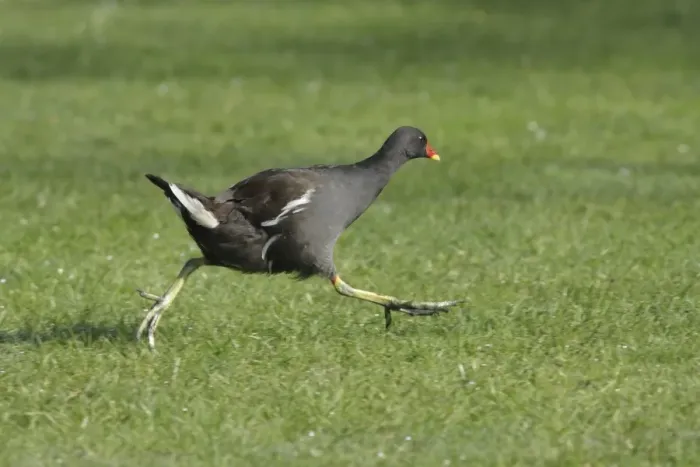 Framed Print : Common Moorhen (Gallinula chloropus) adult, running across grass in park, West Yorkshire, England, july