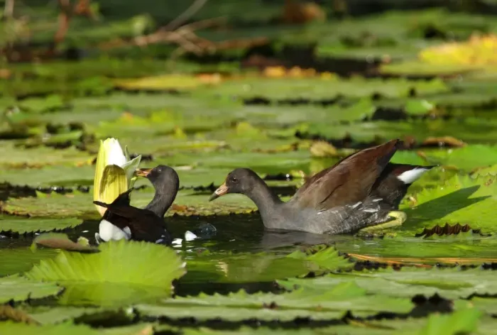 Framed Print : Common Moorhen (Gallinula chloropus cerceris) two immatures, feeding on waterlily flower, Hope Gardens, Jamaica, april Framed Print : Common Moorhen (Gallinula chloropus cerceris) two immatures, feeding on waterlily flower, Hope Gardens, Jamaica, april