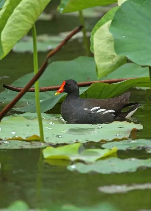 Framed Print : Common Moorhen (Gallinula chloropus chloropus) adult, swimming beside waterlily leaves during rainfall, Taiwan, April Framed Print : Common Moorhen (Gallinula chloropus chloropus) adult, swimming beside waterlily leaves during rainfall, Taiwan, April