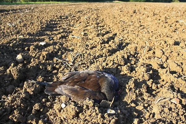 Common Moorhen (Gallinula chloropus) dead adult, shot on cultivated arable field, Bacton, Suffolk, England, september