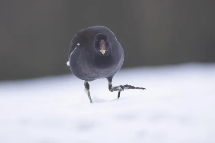 Framed Print : Common Moorhen (Gallinula chloropus) immature, walking on snow, West Yorkshire, England, January