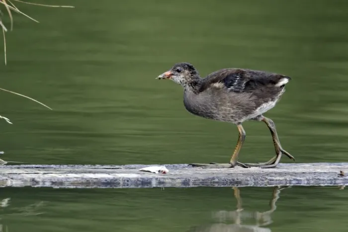 Framed Print : Common Moorhen (Gallinula chloropus) juvenile, walking on wooden plank in water, Midlands, England, july