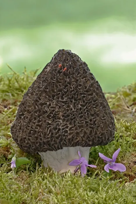 Framed Print : Common Morel (Morchella esculenta) fruiting body, Warwickshire, England, april