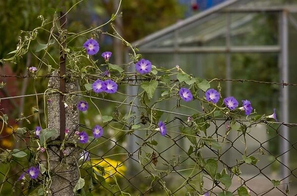 Common Morning Glory (Ipomoea purpurea) introduced species, flowering, growing on fence in wasteground, Biertan