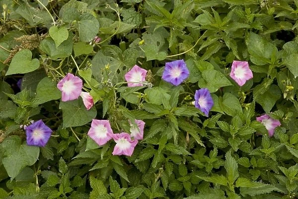 Common Morning Glory (Ipomoea purpurea) introduced species, flowering, growing on wasteground, Biertan, Transylvania
