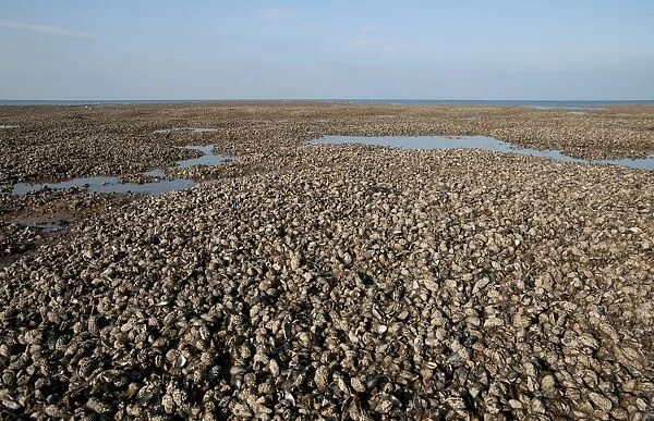 Common Mussel (Mytilus edulis) beds, exposed on beach at low tide, Hunstanton, Norfolk, England, october