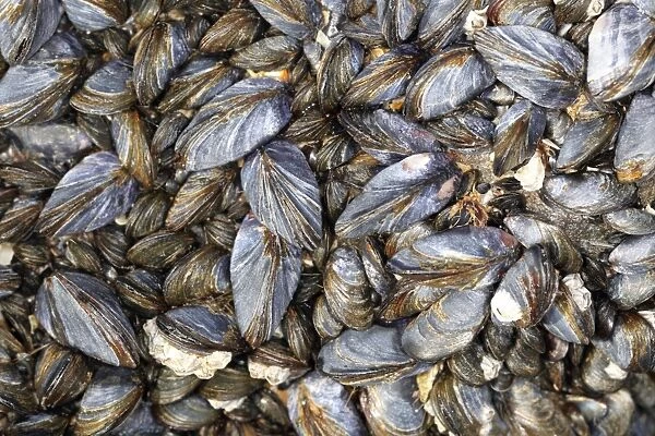 Common Mussel (Mytilus edulis) group, on rocky shore at low tide, Gower Peninsula, West Glamorgan, South Wales, March