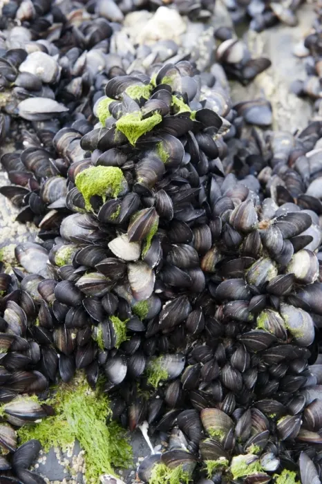 Framed Print : Common Mussel (Mytilus edulis) group, on rocks near seashore, Newquay, Cornwall, England, August Framed Print : Common Mussel (Mytilus edulis) group, on rocks near seashore, Newquay, Cornwall, England, August