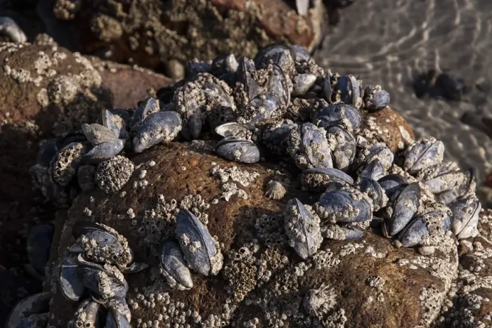 Framed Print : Common Mussels covered with barnacles exposed at low tide Framed Print : Common Mussels covered with barnacles exposed at low tide
