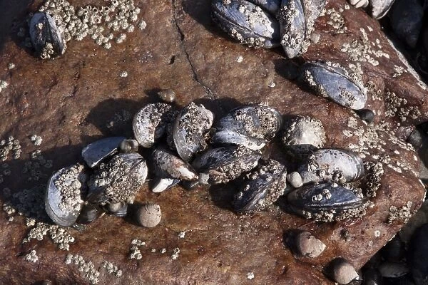 Common Mussels covered with barnacles exposed at low tide