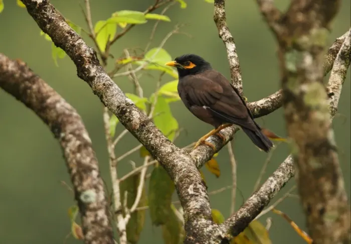 Framed Print : Common Mynah (Acridotheres tristis melanosturnus) endemic race, adult, perched on branch, Sri Lanka, december Framed Print : Common Mynah (Acridotheres tristis melanosturnus) endemic race, adult, perched on branch, Sri Lanka, december