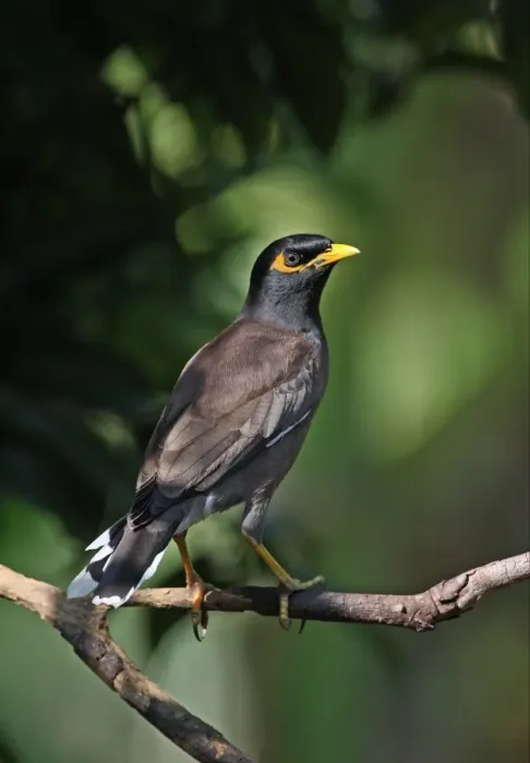 Framed Print : Common Mynah (Acridotheres tristis tristis) adult, perched on branch, Kaeng Krachan N. P. Thailand, november Framed Print : Common Mynah (Acridotheres tristis tristis) adult, perched on branch, Kaeng Krachan N. P. Thailand, november