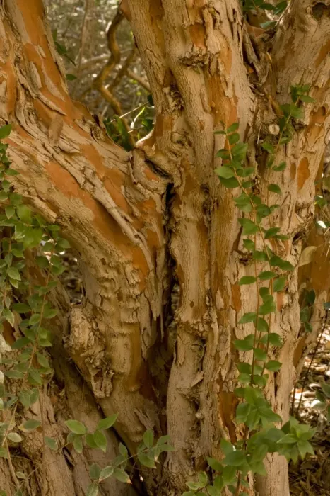 Framed Print : Common Myrtle (Myrtus communis) introduced species, close-up of ancient trunk, Arizona, U. S. A. february Framed Print : Common Myrtle (Myrtus communis) introduced species, close-up of ancient trunk, Arizona, U. S. A. february
