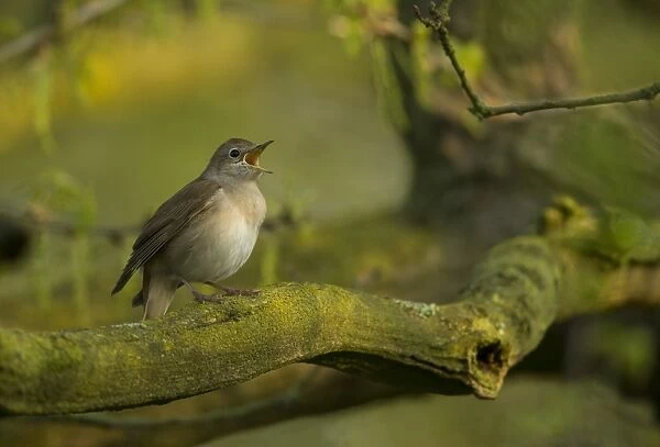 Common Nightingale (Luscinia megarhynchos) adult male, singing, perched on branch in scrub, Lincolnshire, England