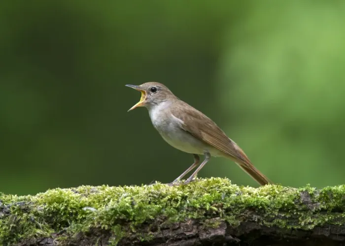Framed Print : Common Nightingale (Luscinia megarhynchos) adult, singing, standing on moss covered log in woodland, Hortobagy N. P Framed Print : Common Nightingale (Luscinia megarhynchos) adult, singing, standing on moss covered log in woodland, Hortobagy N. P