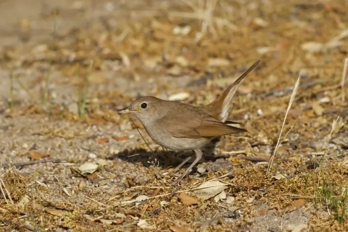 Framed Print : Common Nightingale (Luscinia megarhynchos) adult, feeding on ground in open, Castilla y Leon, Spain, June Framed Print : Common Nightingale (Luscinia megarhynchos) adult, feeding on ground in open, Castilla y Leon, Spain, June