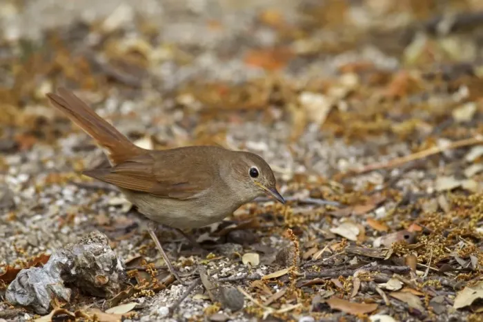 Framed Print : Common Nightingale (Luscinia megarhynchos) adult, feeding on ground in open, Castilla y Leon, Spain, June