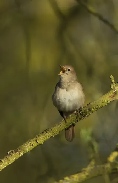 Framed Print : Common Nightingale (Luscinia megarhynchos) adult male, singing, perched on twig in scrub, Lincolnshire, England, April Framed Print : Common Nightingale (Luscinia megarhynchos) adult male, singing, perched on twig in scrub, Lincolnshire, England, April