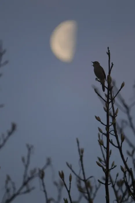 Framed Print : Common Nightingale (Luscinia megarhynchos) adult male, singing, perched at night with moon, Suffolk, England, april (Composite image) Framed Print : Common Nightingale (Luscinia megarhynchos) adult male, singing, perched at night with moon, Suffolk, England, april (Composite image)