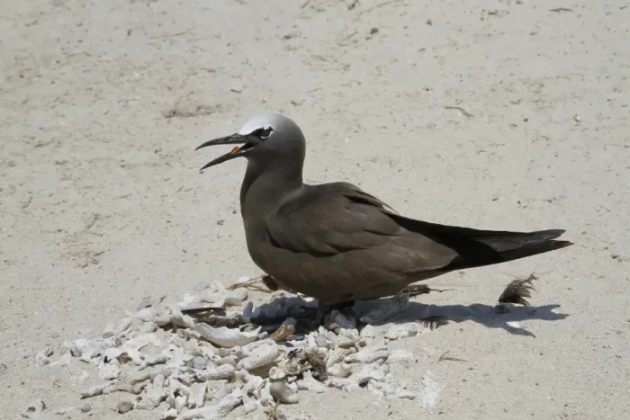 Framed Print : Common Noddy (Anous stolidus) adult, panting, standing with shells and dead coral collected for nest, Michaelmas Cay Framed Print : Common Noddy (Anous stolidus) adult, panting, standing with shells and dead coral collected for nest, Michaelmas Cay