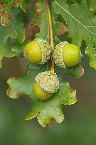 Common Oak (Quercus robur) close-up of acorns, England, september